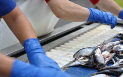 ÉXITO DEL PERTE MAR-INDUSTRIA: 40 MILLONES DE EUROS CONCEDIDOS PARA IMPULSAR LA INVERSIÓN Y SOSTENIBILIDAD DEL SECTOR