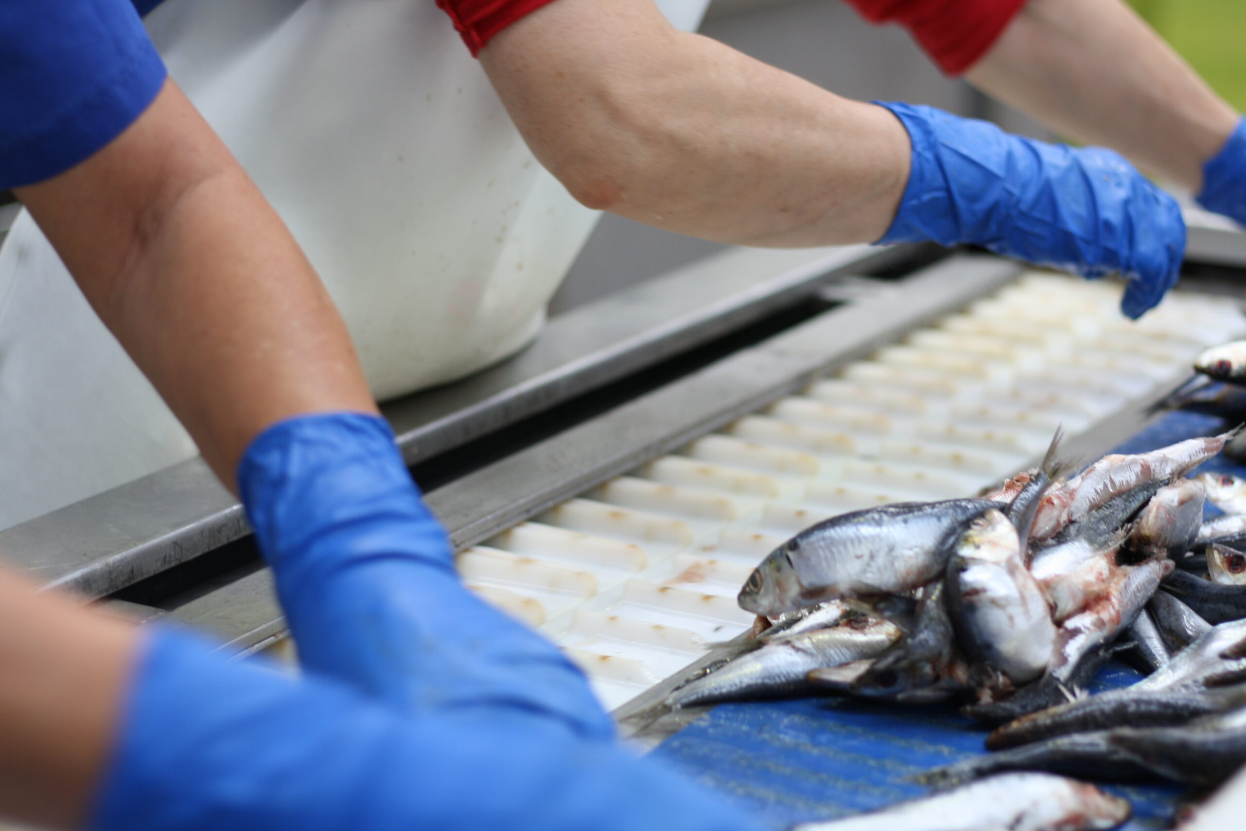 ÉXITO DEL PERTE MAR-INDUSTRIA: 40 MILLONES DE EUROS CONCEDIDOS PARA IMPULSAR LA INVERSIÓN Y SOSTENIBILIDAD DEL SECTOR