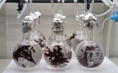 ANFACO-CYTMA IMPULSA LA INNOVACIÓN SOSTENIBLE MEDIANTE EL CULTIVO DE MICROALGAS Y MACROALGAS