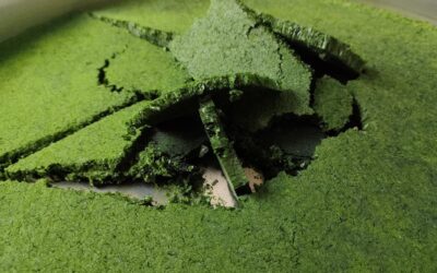 ANFACO-CYTMA AVANZA EN NUEVOS INGREDIENTES PROTEICOS MÁS SOSTENIBLES Y SALUDABLES DENTRO DE LA RED OPTIPROT