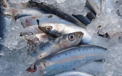 ANFACO-CYTMA ADVIERTE DEL IMPACTO DE LA EVENTUAL SUSPENSIÓN DE EXPORTACIONES DE SARDINA CONGELADA MARROQUÍ PARA LA INDUSTRIA TRANSFORMADORA ESPAÑOLA