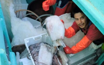 ANFACO-CYTMA Y CALAMASUR FIRMAN UN CONVENIO PARA IMPULSAR LA SOSTENIBILIDAD Y EL VALOR AÑADIDO DEL CALAMAR GIGANTE DEL PACÍFICO SUR