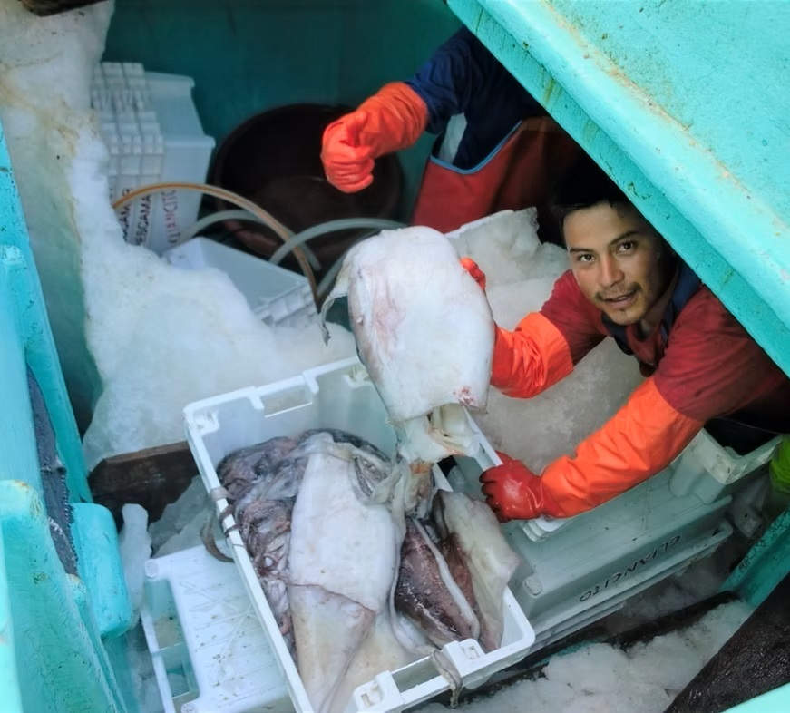 ANFACO-CYTMA Y CALAMASUR FIRMAN UN CONVENIO PARA IMPULSAR LA SOSTENIBILIDAD Y EL VALOR AÑADIDO DEL CALAMAR GIGANTE DEL PACÍFICO SUR